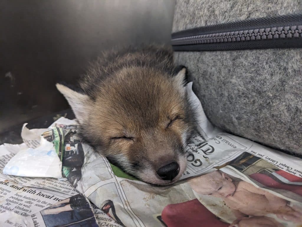 Fox cub having a snooze
