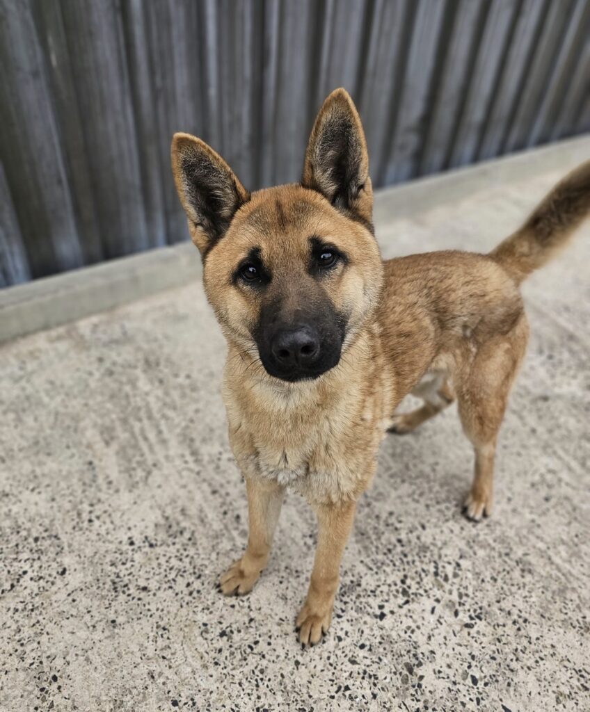shelter puppy